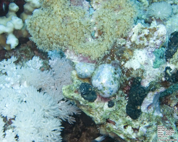 Marsa_al_Alam_Dive_2006_003