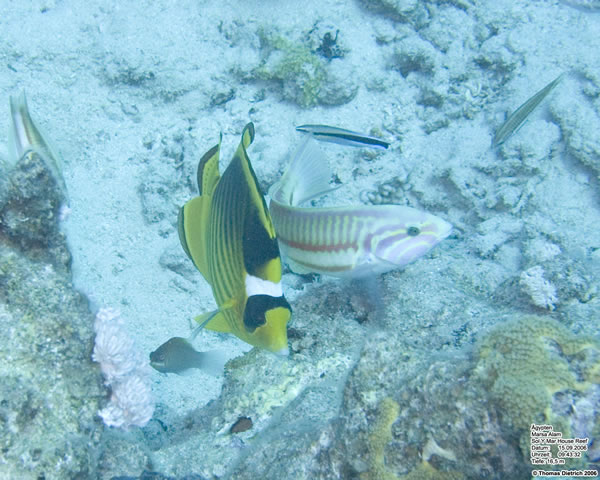Marsa_al_Alam_Dive_2006_004