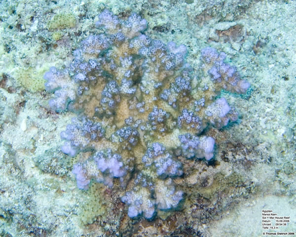 Marsa_al_Alam_Dive_2006_005