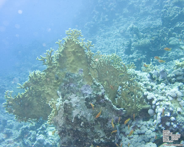 Marsa_al_Alam_Dive_2006_007