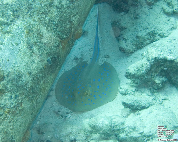 Marsa_al_Alam_Dive_2006_009