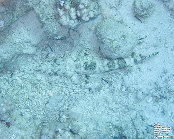 Marsa_al_Alam_Dive_2006_015