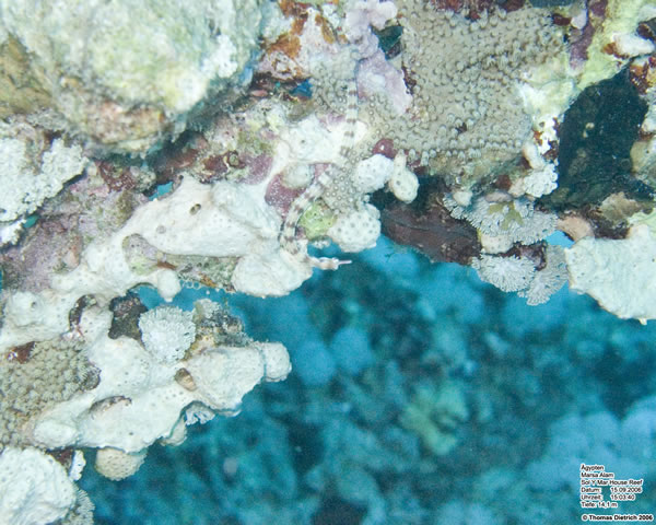 Marsa_al_Alam_Dive_2006_018
