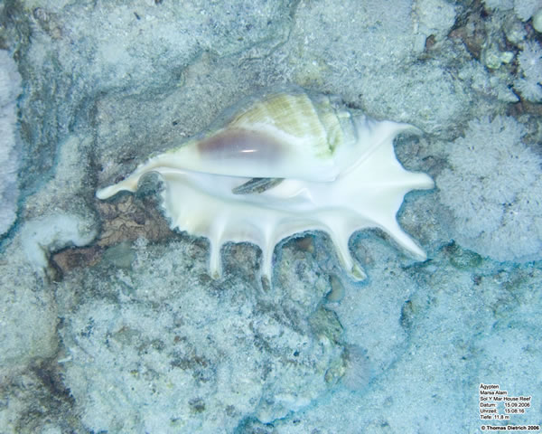 Marsa_al_Alam_Dive_2006_019