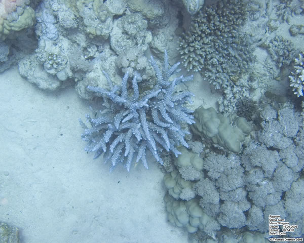 Marsa_al_Alam_Dive_2006_020