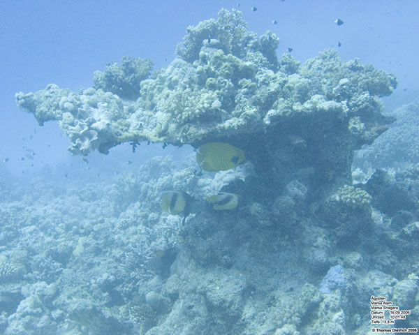 Marsa_al_Alam_Dive_2006_021
