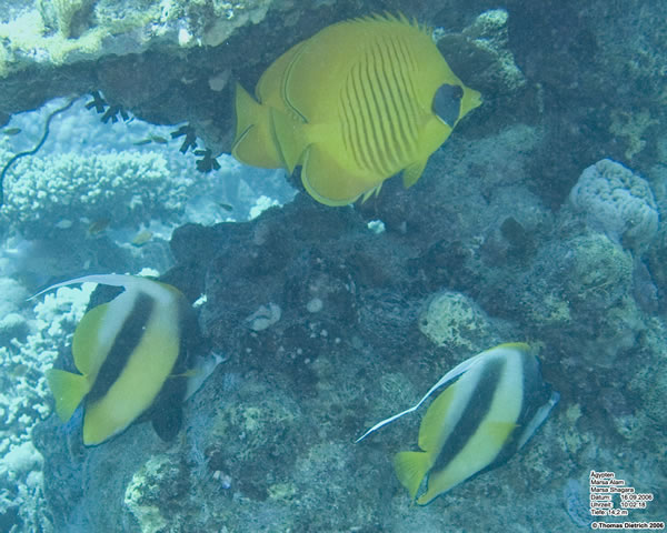 Marsa_al_Alam_Dive_2006_022