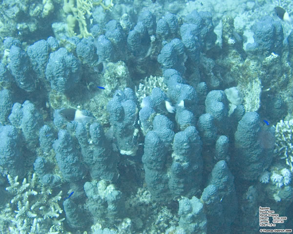 Marsa_al_Alam_Dive_2006_024