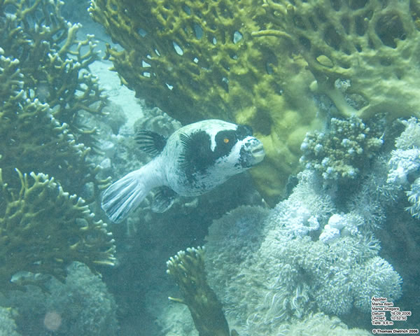 Marsa_al_Alam_Dive_2006_027