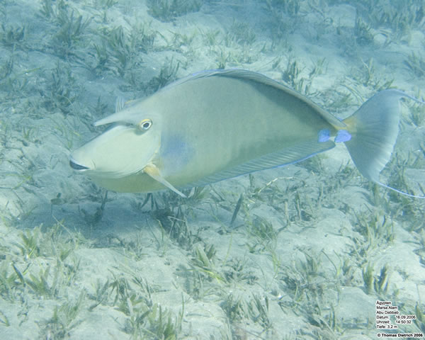 Marsa_al_Alam_Dive_2006_029
