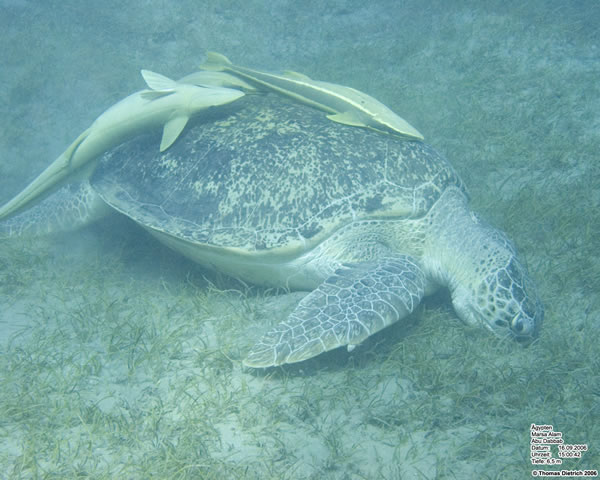Marsa_al_Alam_Dive_2006_031