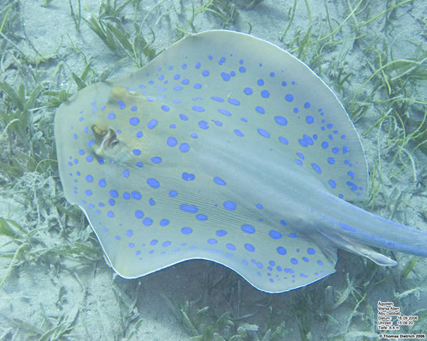 Marsa_al_Alam_Dive_2006_032