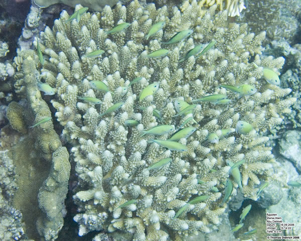Marsa_al_Alam_Dive_2006_034