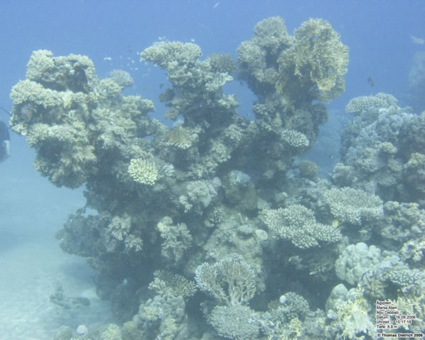 Marsa_al_Alam_Dive_2006_035