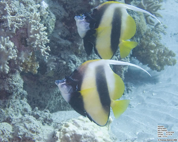 Marsa_al_Alam_Dive_2006_036