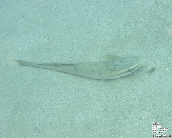 Marsa_al_Alam_Dive_2006_038