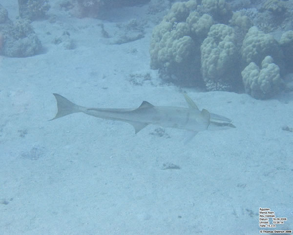 Marsa_al_Alam_Dive_2006_039