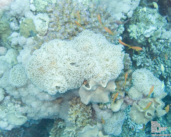 Marsa_al_Alam_Dive_2006_040
