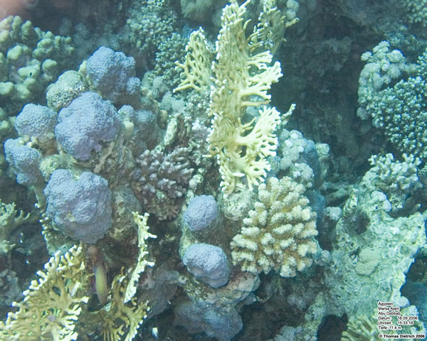Marsa_al_Alam_Dive_2006_042