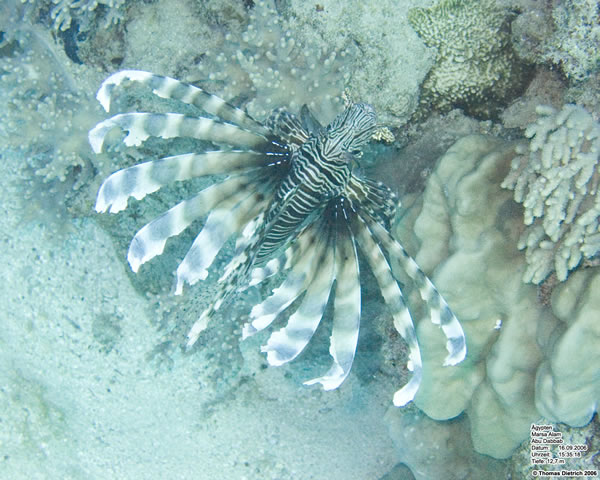 Marsa_al_Alam_Dive_2006_044