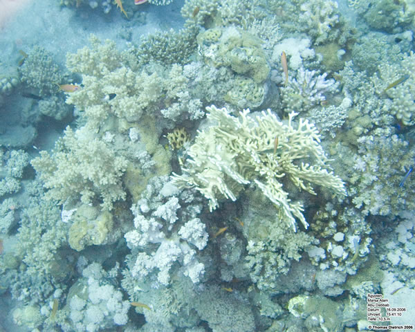 Marsa_al_Alam_Dive_2006_045