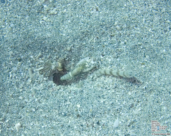 Marsa_al_Alam_Dive_2006_046