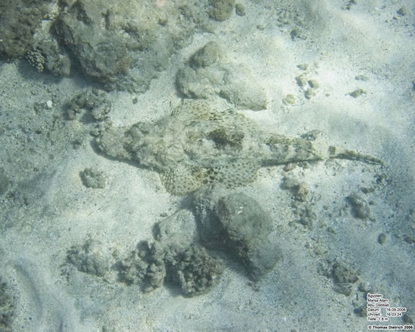 Marsa_al_Alam_Dive_2006_047