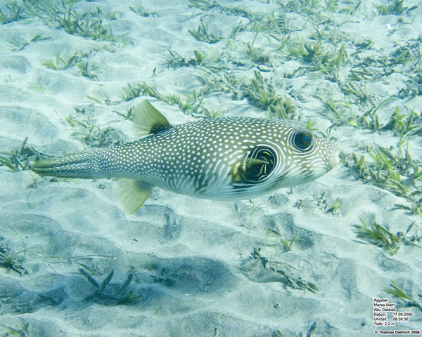 Marsa_al_Alam_Dive_2006_048