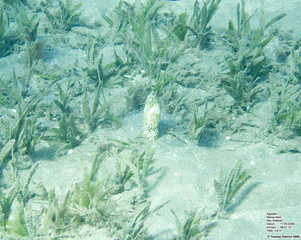 Marsa_al_Alam_Dive_2006_049