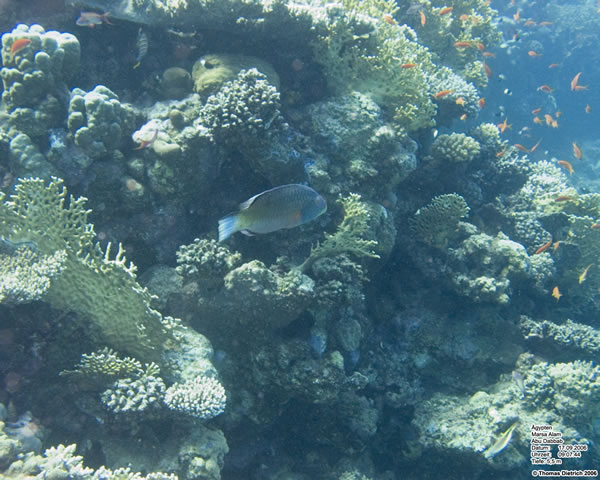 Marsa_al_Alam_Dive_2006_050