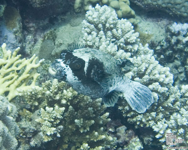 Marsa_al_Alam_Dive_2006_051