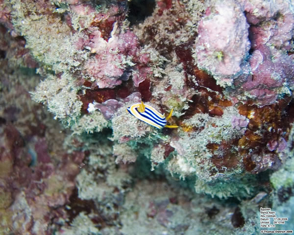 Marsa_al_Alam_Dive_2006_052