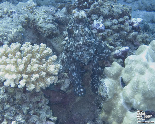 Marsa_al_Alam_Dive_2006_054