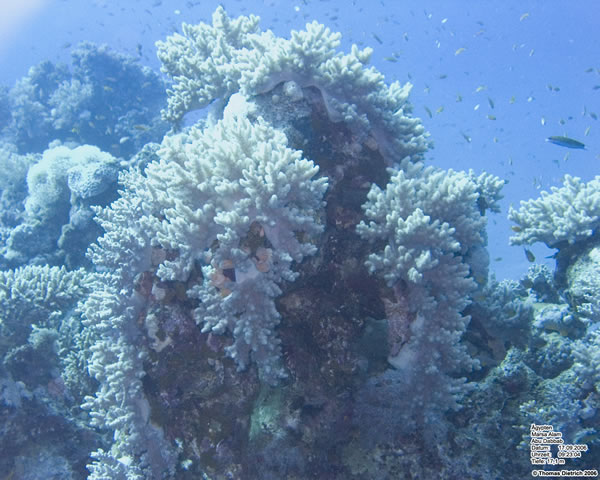 Marsa_al_Alam_Dive_2006_055