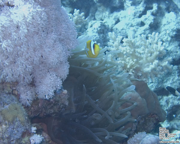 Marsa_al_Alam_Dive_2006_056