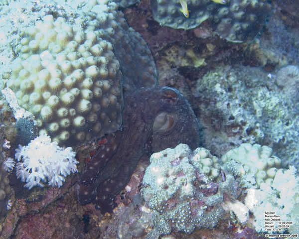 Marsa_al_Alam_Dive_2006_057