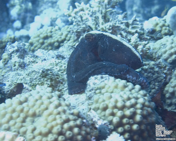 Marsa_al_Alam_Dive_2006_058