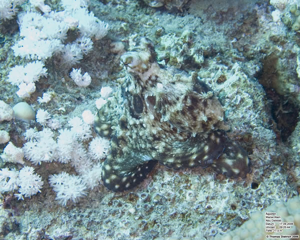 Marsa_al_Alam_Dive_2006_059