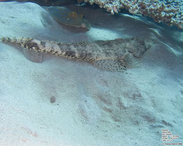 Marsa_al_Alam_Dive_2006_062
