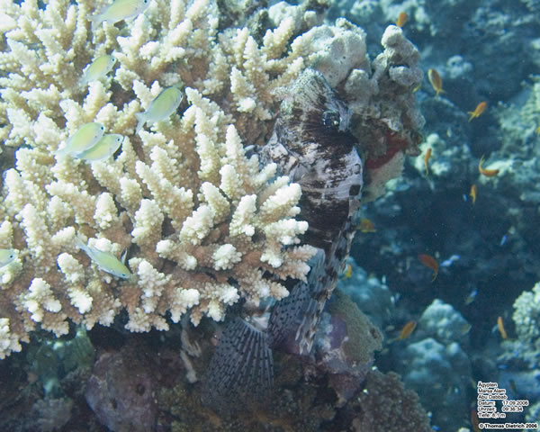 Marsa_al_Alam_Dive_2006_063