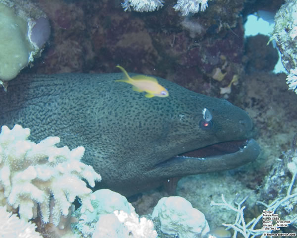 Marsa_al_Alam_Dive_2006_064