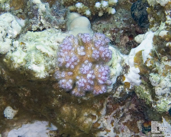 Marsa_al_Alam_Dive_2006_067