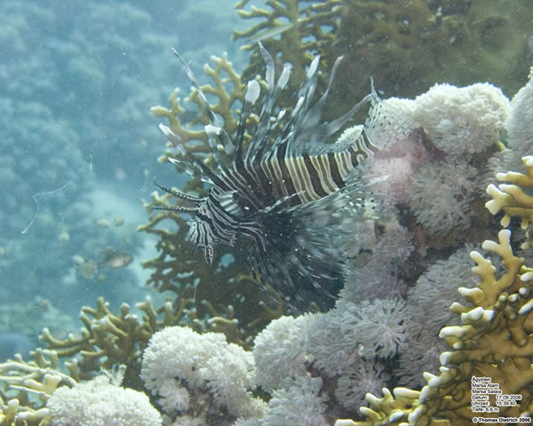 Marsa_al_Alam_Dive_2006_068