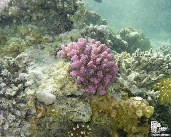 Marsa_al_Alam_Dive_2006_069
