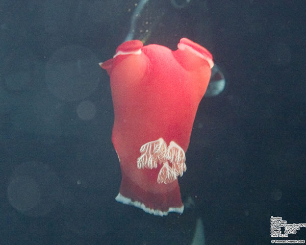 Marsa_al_Alam_Dive_2006_070