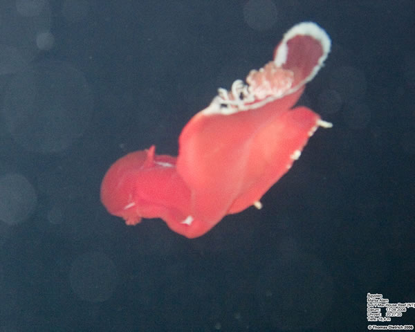 Marsa_al_Alam_Dive_2006_071