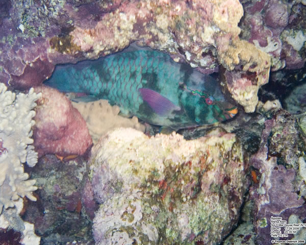 Marsa_al_Alam_Dive_2006_072