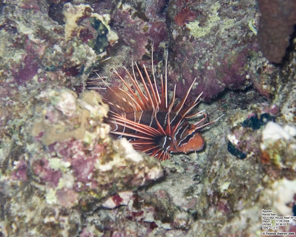 Marsa_al_Alam_Dive_2006_073