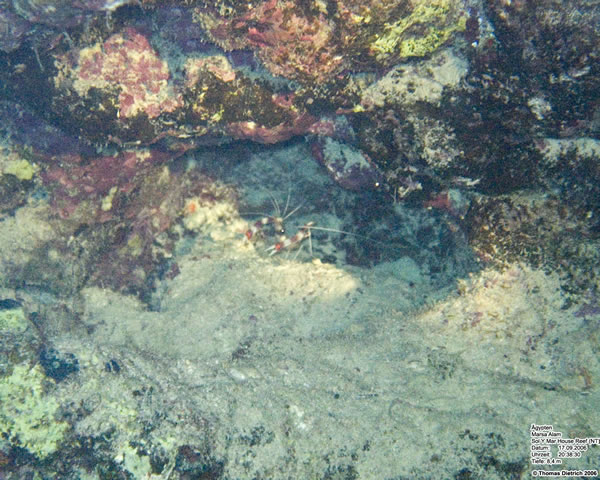 Marsa_al_Alam_Dive_2006_075