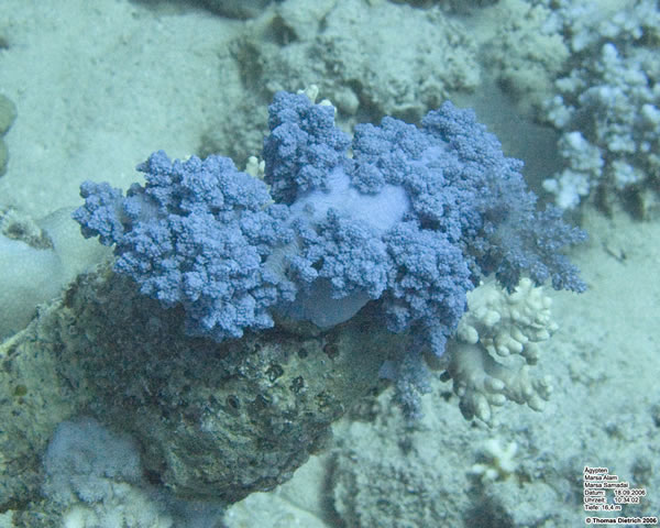 Marsa_al_Alam_Dive_2006_076